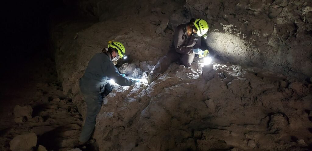 biologist examining a bat inside a cave