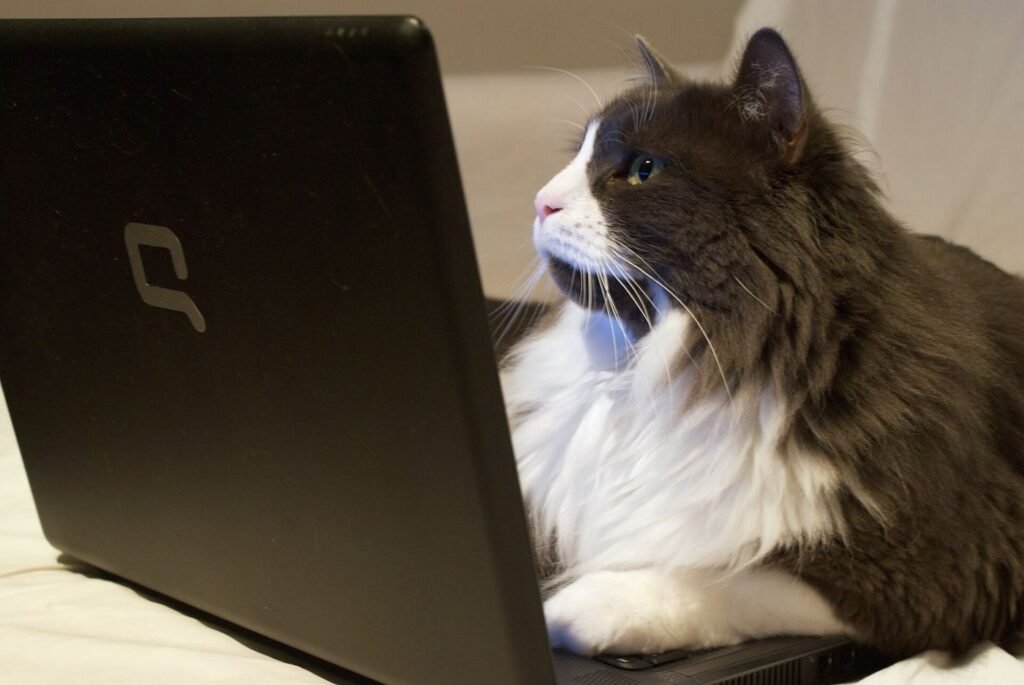 laptop showing browser privacy settings