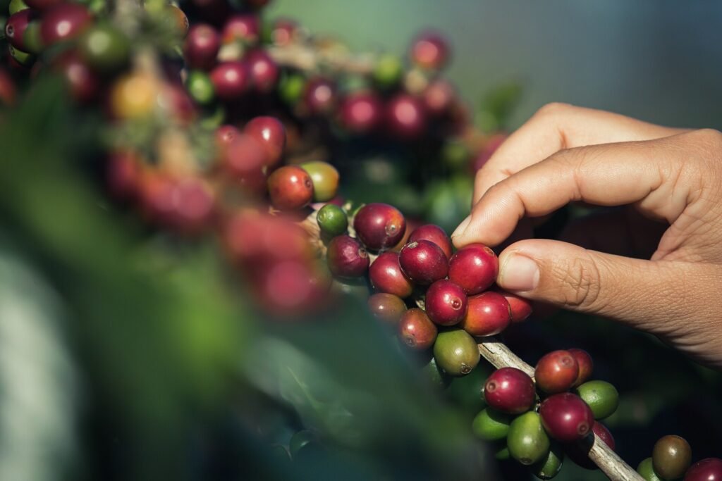 Coffee and Cocoa Prices Are Rewriting Breakfast Economics Hands holding freshly harvested coffee beans